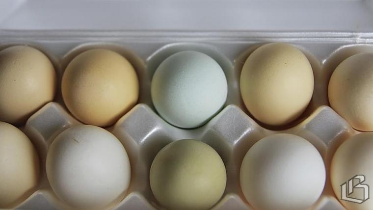 Выборгская птицефабрика «Роскар» становится инвестором в АПК России