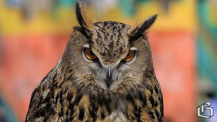 В службе спасения животных рассказали, как помочь попавшим в беду птицам 