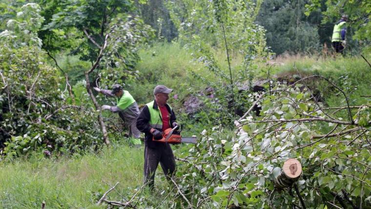 На Петровской набережной убирают старые тополя