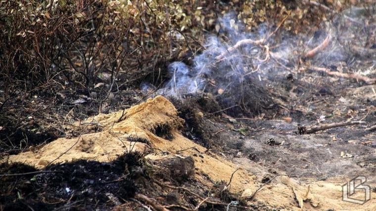 В Ленобласти введен полный запрет на разведение огня на лесных территориях