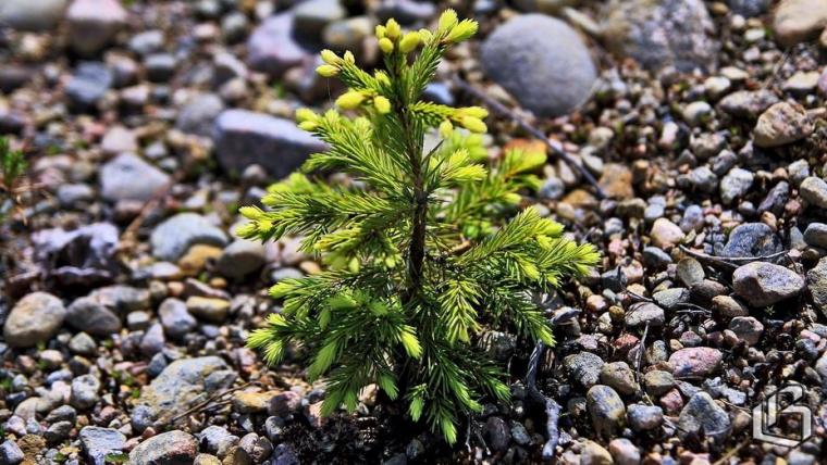 Ленобласть отличилась в агротехническом уходе за лесными культурами