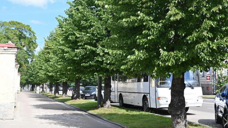На Ленинградском проспекте в Выборге осенью высадят молодые липы