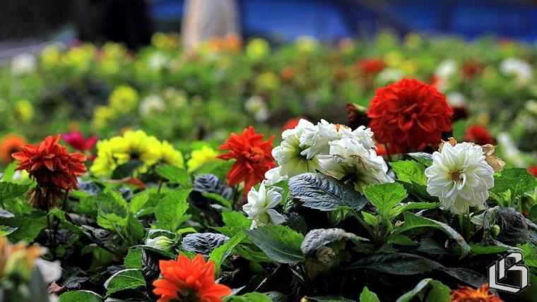 1 августа – День рождения Ленинградской области