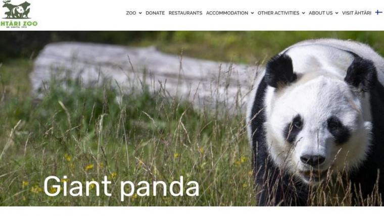 Панды, жившие в финском зоопарке, вернутся обратно в Китай