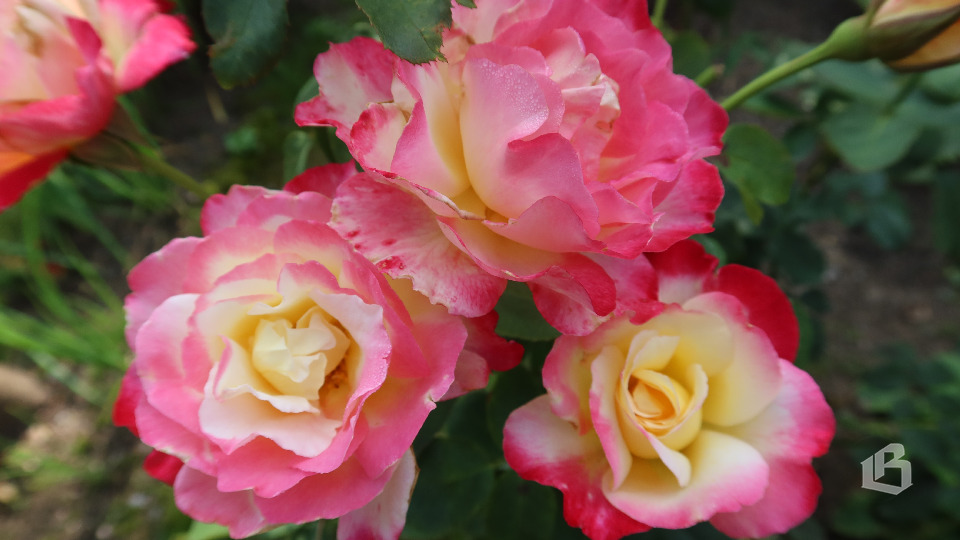 Приехали мы в Каменногорск… И оказались в царстве роз, яблок и меда