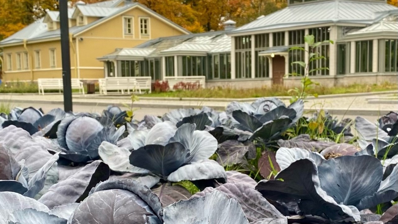 Халява, плиз, и оборотная сторона медали