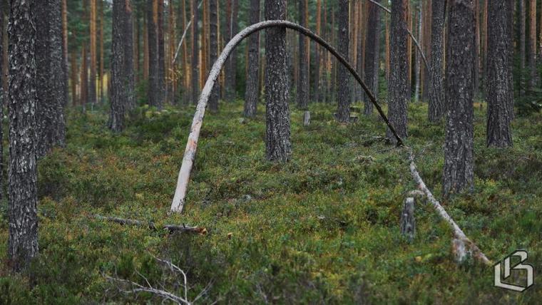 Пожароопасный сезон в лесах Ленобласти официально завершен 