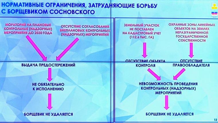 Борщевик растет, борьба идет, конца-края не видно
