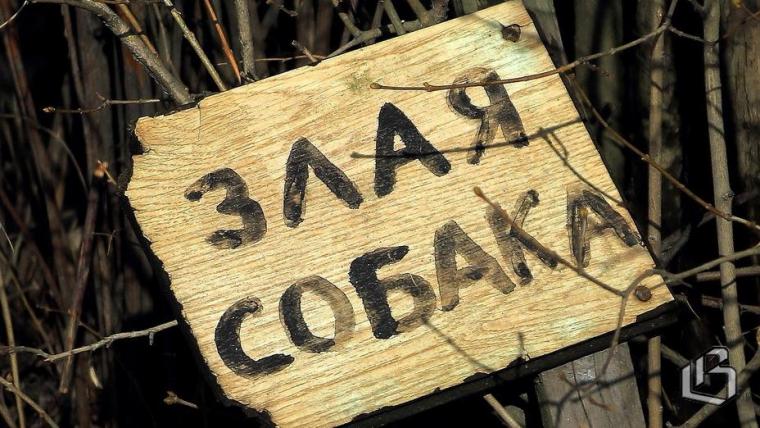 Областные депутаты внесли изменения в законы о животных