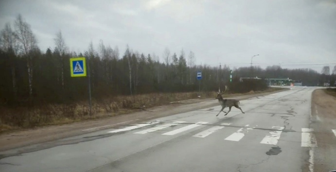 Не гоняйте пятнистых оленей