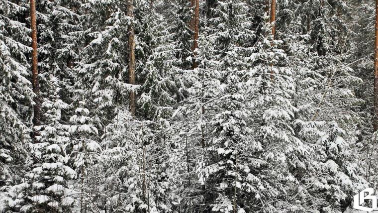 Пушистую красавицу выбираем сами