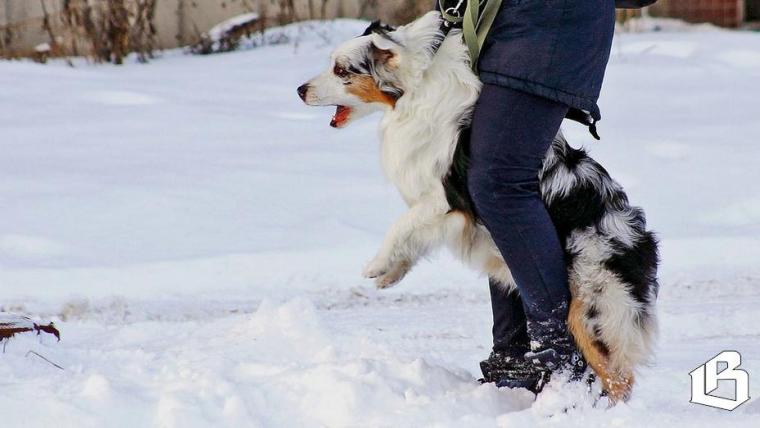 9 декабря можно задать вопрос об обязательной регистрации животных