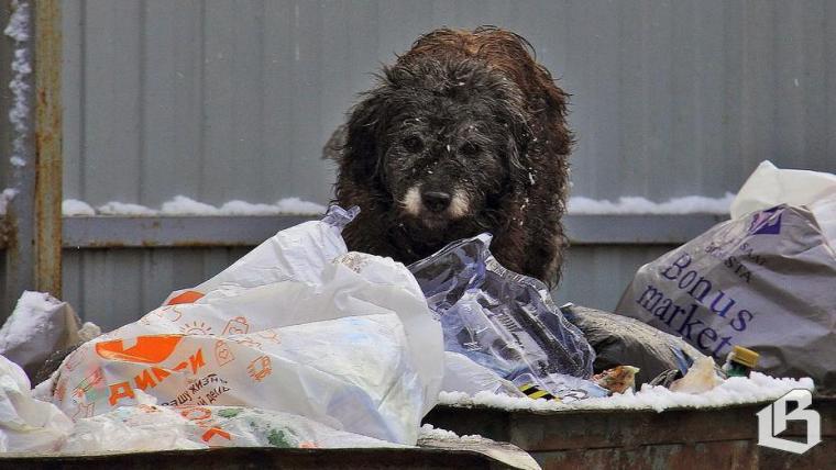 Мусор в новогодние праздники обещают вывозить вовремя
