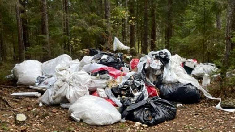 Выборгская прокуратура нагрянула в лесничества