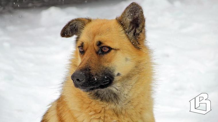 В Ленобласти поддерживают создание приютов через НКО