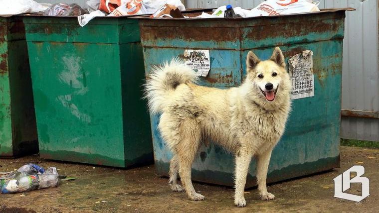 Нормативы по содержанию контейнерных площадок собираются подкорректировать