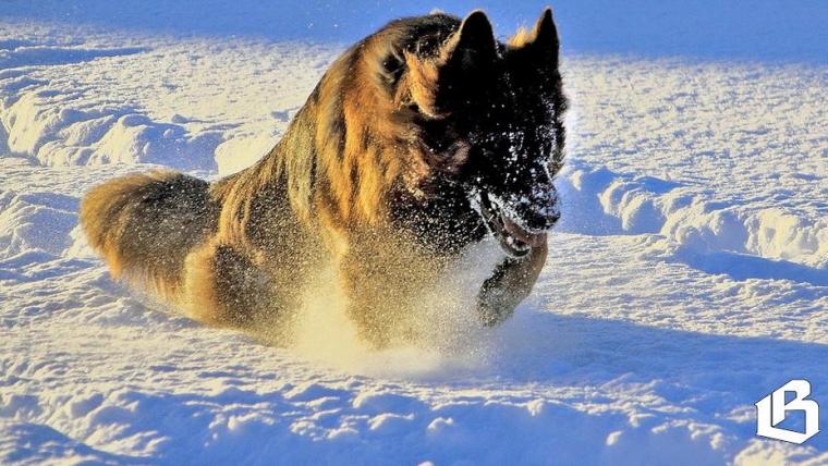 Прокуратура требует обустраивать места для выгула животных