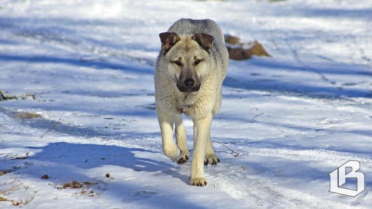 В Ленобласти собак на свободном выгуле будут определять по биометрии