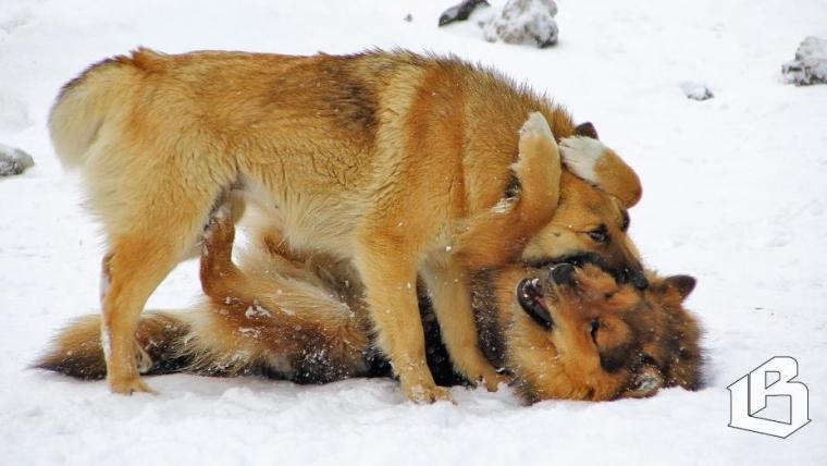 Госдума готовит поправки о бродячих собаках в федеральное законодательство 