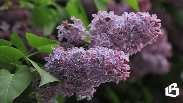 В Монрепо уже думают о летнем сезоне