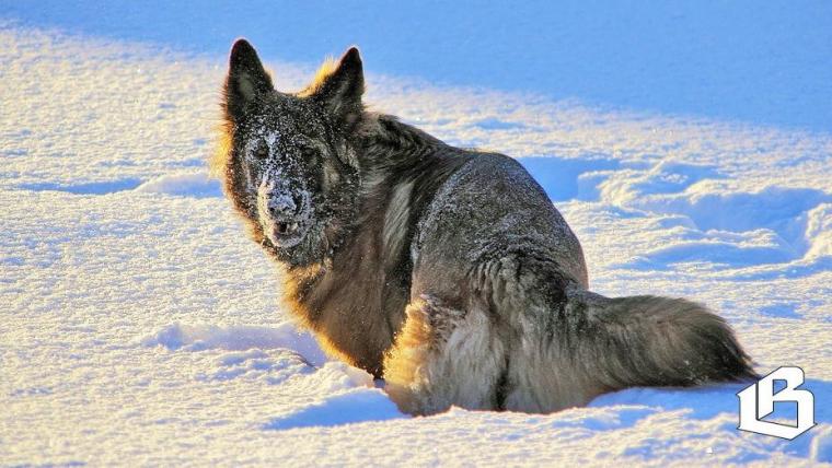 За самовыгул могут повысить штрафы и ввести уголовную ответственность