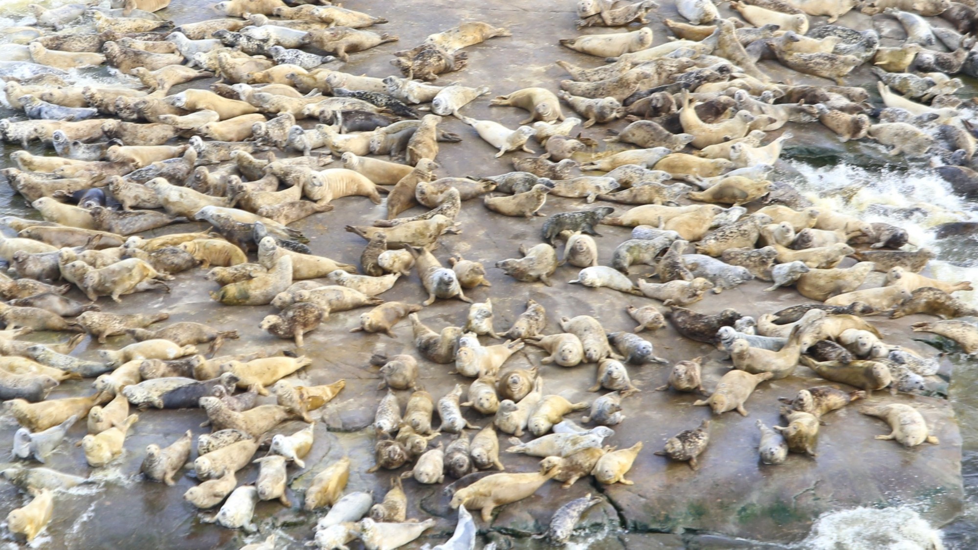 «Восток Финского залива» станет ближе