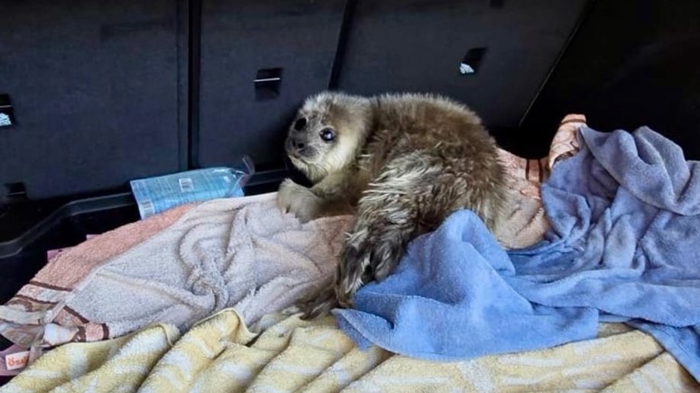 Друзья балтийской нерпы приняли в ряды своих подопечных ещё двух маленьких ластоногих