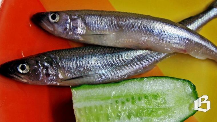 Корюшка пошла