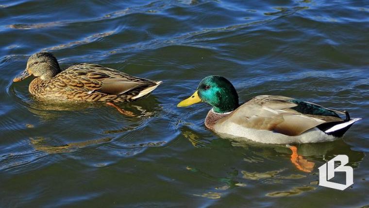 Не только охота, но и научный интерес