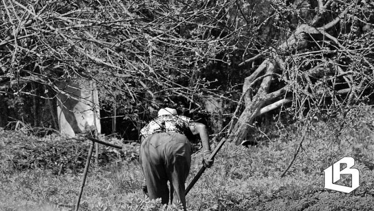 В Роскачестве вновь напомнили о запрещенных на участках культурах