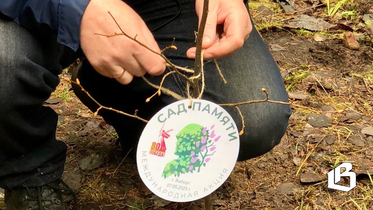 Выборгский «Сад памяти» сегодня пополнился новыми саженцами