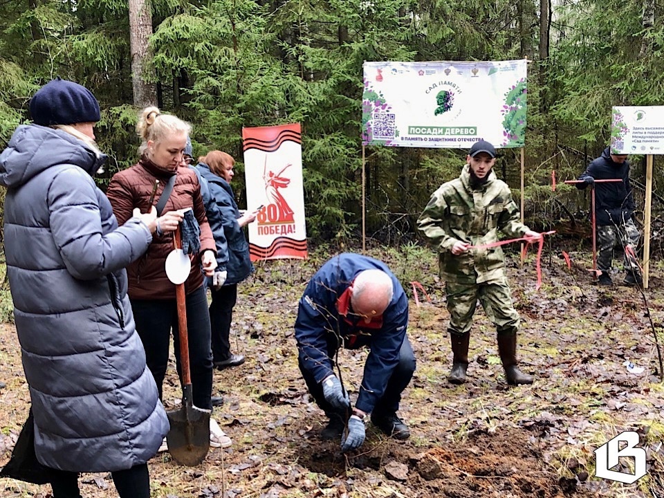 Выборгский «Сад памяти» сегодня пополнился новыми саженцами