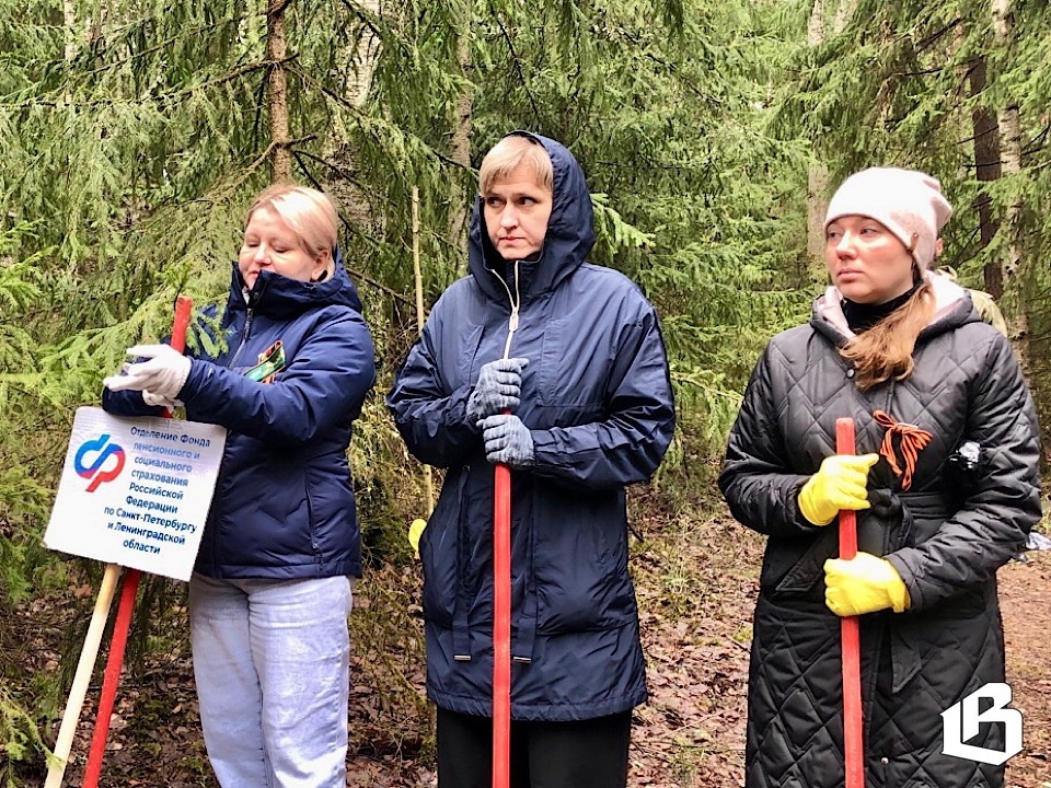 Выборгский «Сад памяти» сегодня пополнился новыми саженцами