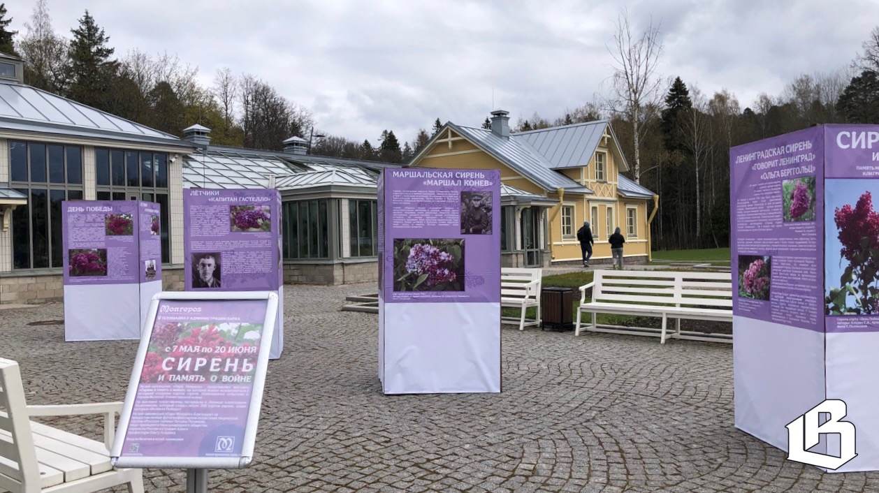 В преддверии 80-летия Победы в Монрепо представили «Сирень и память о войне»