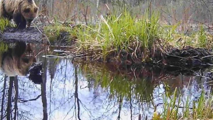 Медведи облюбовали заповедные территории Ленобласти