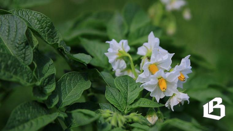 Ценообразование на овощи заинтересовало главу государства