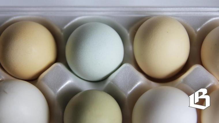 Упаковку для яиц из полистирола намереваются запретить