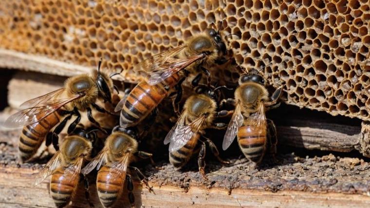 Ленинградских пчел до осени пересчитают