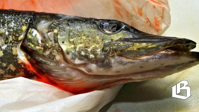 Житель Светогорска отработает улов прошлого года