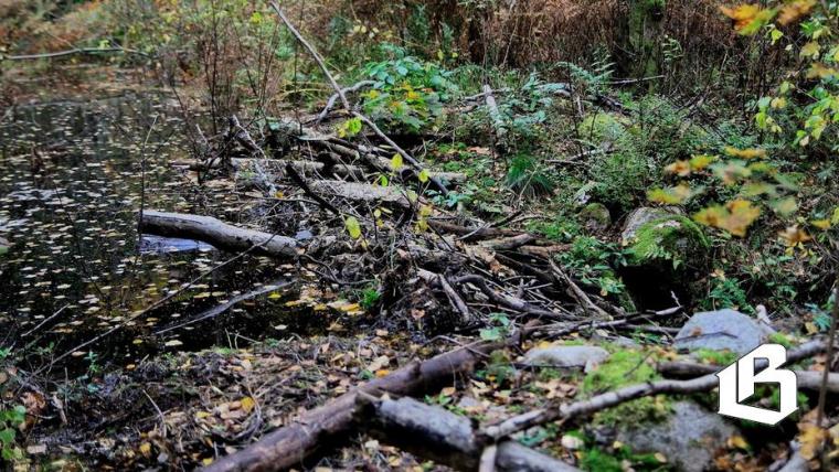 Деятельность бобров ежегодно приносит убытки садоводствам и экономике Ленобласти