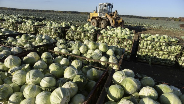 Ленинградские овощеводы поборются за путёвку на Всероссийский конкурс