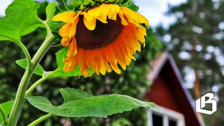 Пилотный проект по строительству на сельхозземлях запустят в Выборгском районе