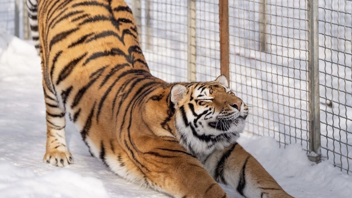 Ленинградские депутаты предлагают изменения в федеральный закон об обращении с животными