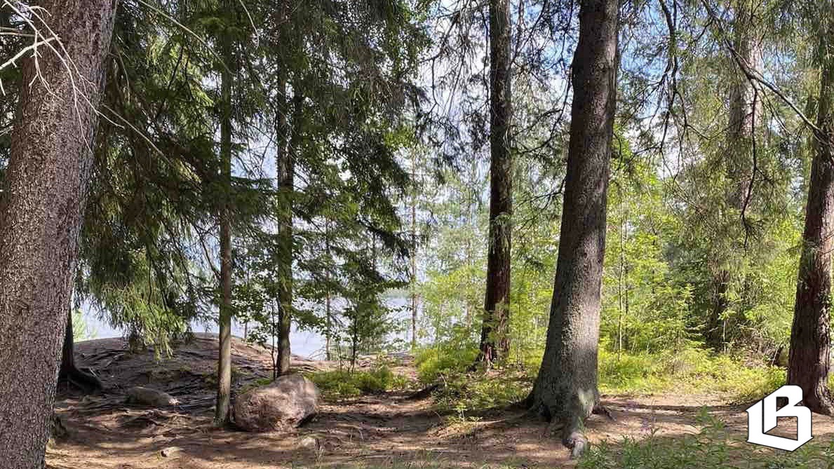 Областные депутаты предлагают усилить контроль за использованием лесов