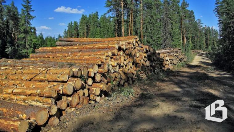 Депутаты областного парламента обеспокоены невостребованностью древесины