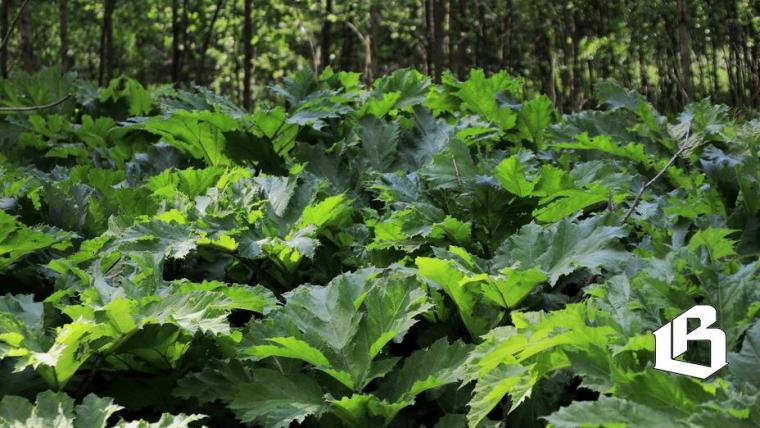 В комитете по АПК призывают усилить борьбу с борщевиком