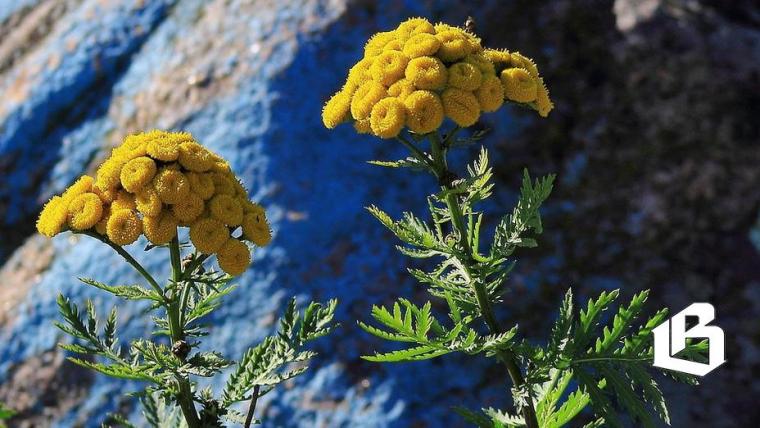 В России выявили факты закупки неэффективных лекарственных препаратов