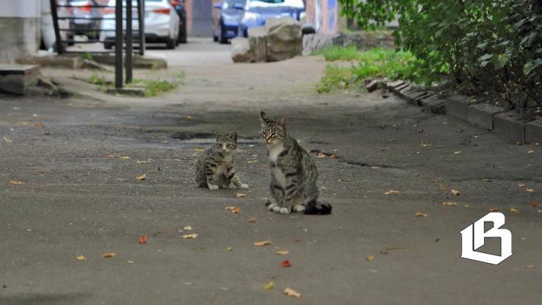 Управление ветеринарии рассказало, кто может бесплатно стерилизовать питомцев