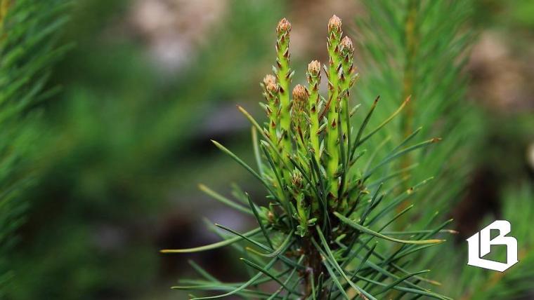 Со следующего года в 47 регионе появятся почетные экологи