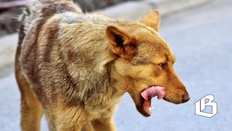 Роспотребнадзор сообщил о зарегистрированном случае бешенства в Ленобласти